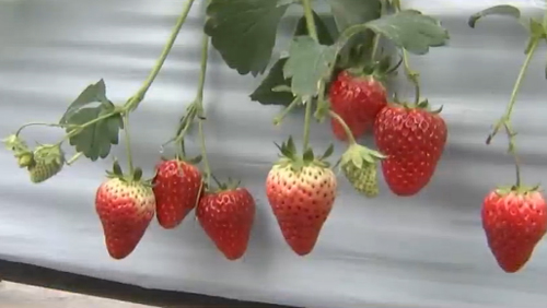 江蘇揚州：高架栽培草莓新鮮上市