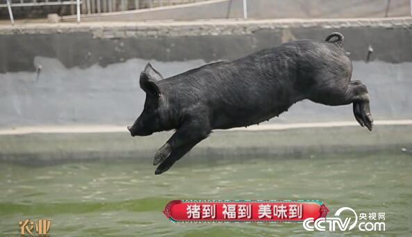 食尚大轉盤：豬到 福到 美味到 1月27日