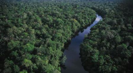 Recent scientific studies have revealed that Africa's tropical rainforests play a major role in mitigating climate change.