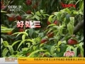 果樹栽培新技術：要的就是“歪脖子” 壽光菜博會視頻