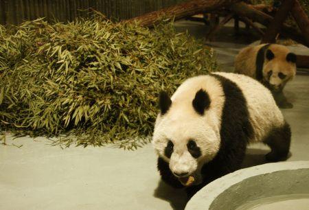 Giant pandas for the 2010 Shanghai World Expo are seen at the Shanghai Zoo in Shanghai, east China, Jan. 5, 2010. Ten giant pandas selected for the world expo by the Chinese giant panda protection and research center were flown to Shanghai on Jan. 5 from the center's Bifengxia base in Ya'an City, southwest China's Sichuan Province. They will be shown to the public late this month after two weeks of quarantine. (Xinhua/Pei Xin) 