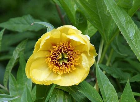 Visitors are invited to enjoy the Yellow Peony Cultural Tourist Festival to he held in southeastern Tibet's Nyingchi Prefecture in May.[Xinhua Photo]