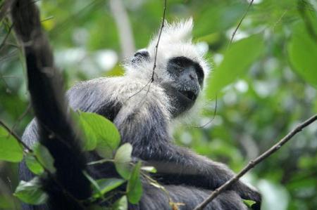 A white-headed langur is seen at the Bapen Nature Reserve in Fusui County, southwest China's Guangxi Zhuang Autonomous Region, April 20, 2010. The number of the endangered species of long-tailed monkey on China's top-level protection list has enjoyed an obvious growth from about 600 in 2005 to 786 in 2009, according to the reserve. The white-headed langurs, one of many endangered species of primates in Asia, is found only in southwest China's Guangxi Zhuang Autonomous Region. Langurs are also known as leaf monkeys, for their vegetarian diet of leaves. (Xinhua/Zhou Hua)