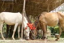 Debao Pony from Guangxi