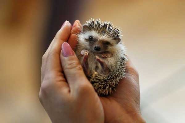 Hedgehog cafe opens in Tokyo