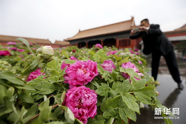 Spring has clearly arrived! Peony flowers from the Chinese city of Luoyang are being displayed alongside relics in the center of Beijing. 