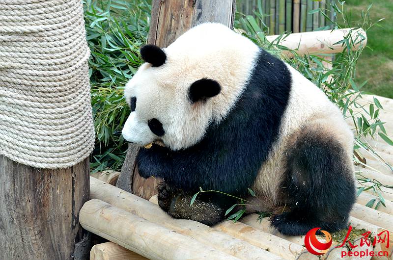 Two giant pandas from China are about to make their official debut in South Korea.