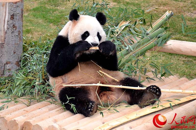 Two giant pandas from China are about to make their official debut in South Korea.