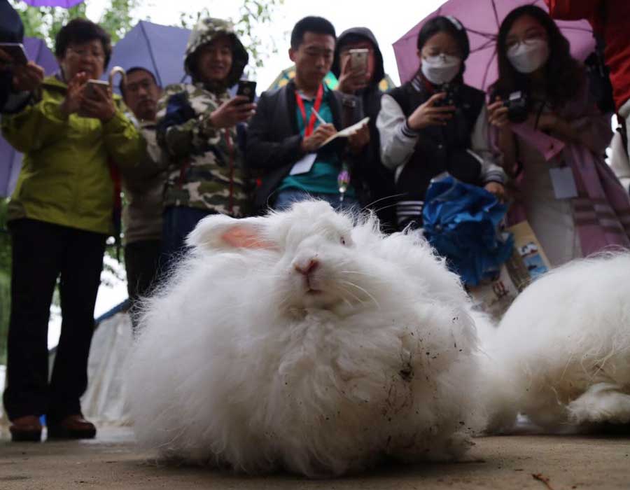 Journalists take photos of angora rabbits at Xinhui Angora Rabbits Farm in Baijian village, Laishui county, in North China’s Hebei province. [Photo by Kou Jiaxiang provided to chinadaily.com.cn]