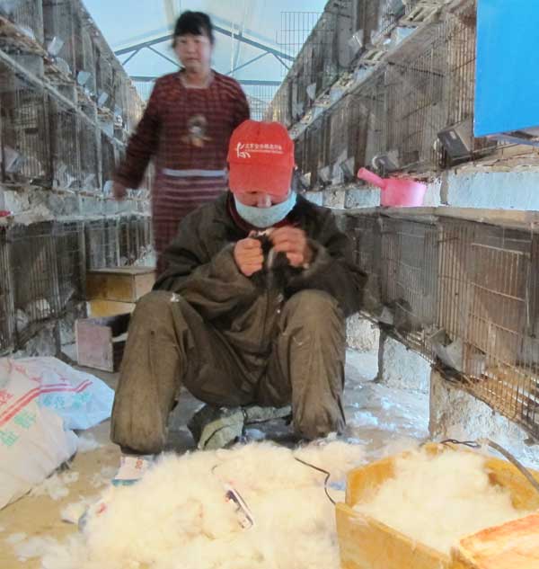 Zhang Xiaocui cuts rabbit hair at the farm. [Photo by Wu Yan/chinadaily.com.cn]