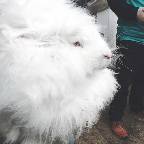 A close-up of an angora rabbit. The hair of the rabbits is sold at a price between 60 to 120 yuan. The revenue of the rabbit hair sales has reached 2 million yuan in the last year of operation. [Photo by Kou Jiaxiang provided to chinadaily.com.cn]