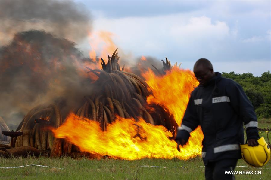 NAIROBI, April 30, 2016(Xinhua)-- A fireman walks past burning ivory in Nairobi, Kenya, on April 30, 2016. Kenya on Saturday torched at least 105 tons of ivory and 1.3 tons of rhino horn to reinforce Kenya