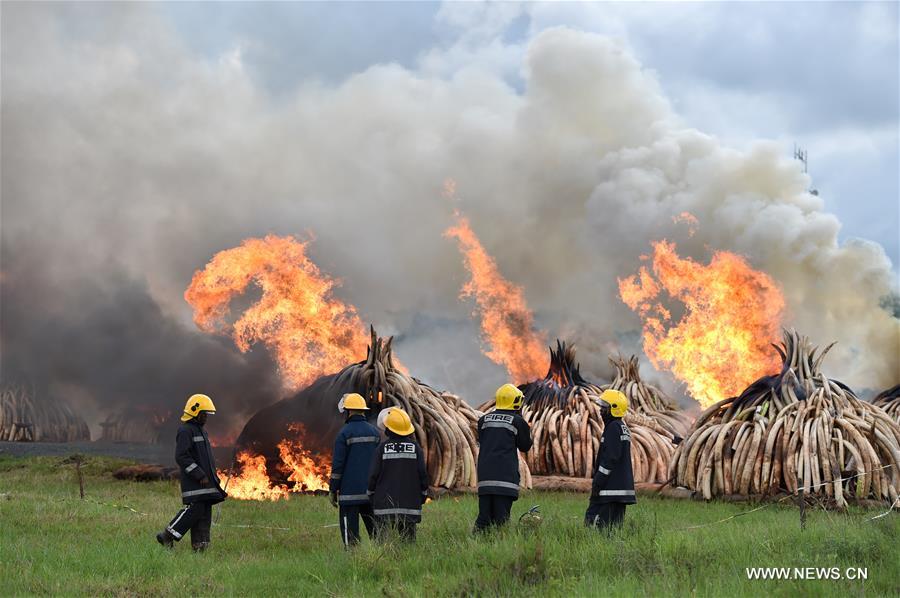 NAIROBI, April 30, 2016(Xinhua)-- Fire fighters watch the fire at the site of burning ivory and rhino horn in Nairobi, Kenya, on April 30, 2016. Kenya on Saturday torched at least 105 tons of ivory and 1.3 tons of rhino horn to reinforce Kenya