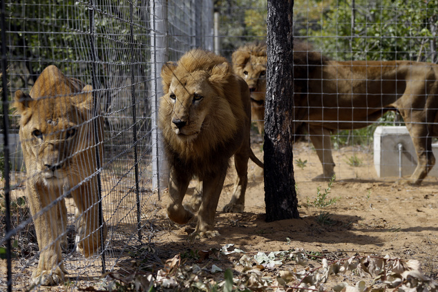 Thirty-three lions rescued from South American circuses have arrived at South Africa.