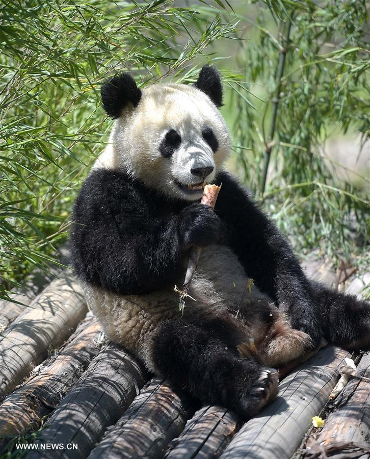  A giant panda eats food at the Shenshuping protection base under the China Conservation and Research Center for the Giant Panda in the Wolong National Nature Reserve, southwest China