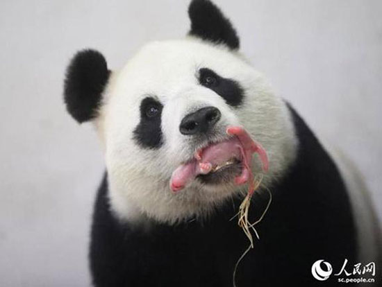 Chinese giant panda Hao Hao gave birth to a baby panda in the early hours of Thursday, Belgian animal park Pairi Daiza and the China Conservation and Research Center for the Giant Panda announced.