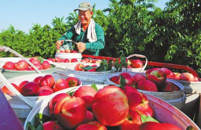 近年來，孟州市谷旦鎮米莊村通過大力發展特色種植業摘掉了窮帽子。圖為6月19日，村民黨市民正在收穫紅彤彤的油桃。1聶小品攝