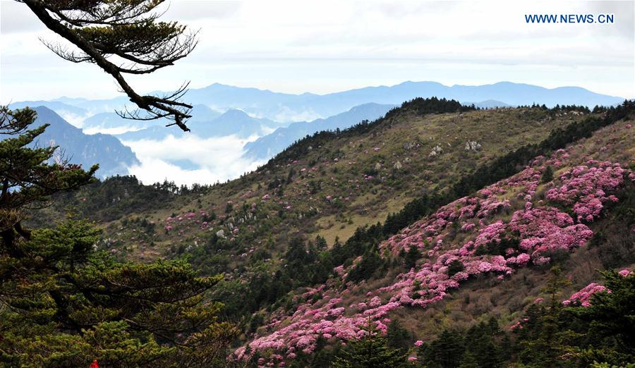 Photo taken on May 13, 2012 shows the scenery of the Shennongding scenic spot in the Shennongjia Forestry District, central China