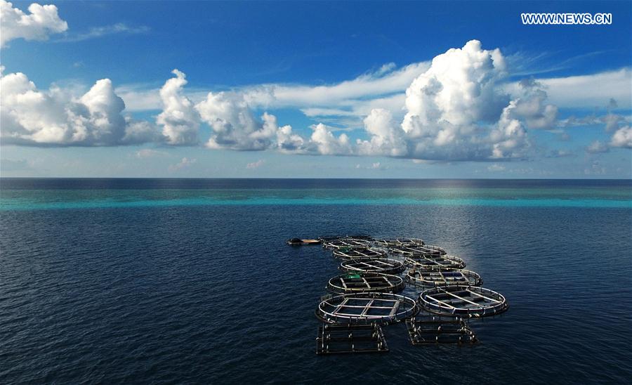 Photo taken on July 17, 2016 shows a deepwater fish farming base near Meiji Reef of the Nansha Islands of China. Since fishery expert Lin Zailiang started a fish farm in Meiji Reef of South China Sea nine years ago, the deepwater fish farming cages have increased to 62 by now. Rare commercial fish cultured here are sold well both home and abroad. (Xinhua/Zhao Yingquan) 