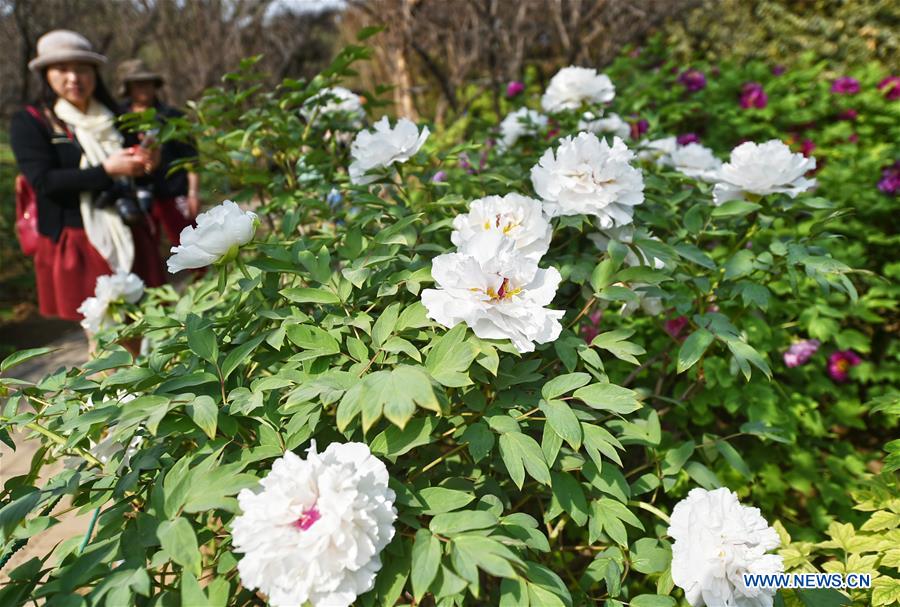 LUOYANG, April 2, 2016 (Xinhua) -- People enjoy peony flowers during the Peony Cultural Festival in Luoyang, central China