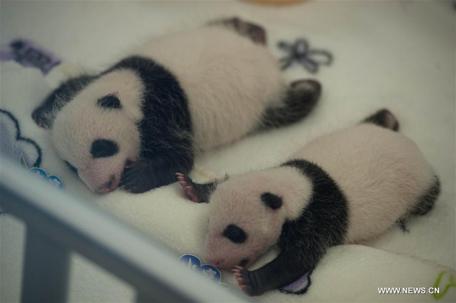 Photo taken on July 26, 2016 shows giant panda cubs Dabao (L) and Xiaobao in Macao Special Administrative Region, south China. The female panda Xinxin here gave birth to the twin cubs on June 26. A celebration for the twin cubs