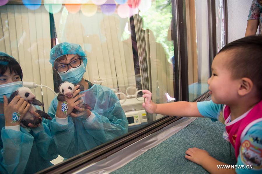 A child looks at giant panda cubs Dabao (L) and Xiaobao in Macao Special Administrative Region, south China, July 26, 2016. The female panda Xinxin here gave birth to the twin cubs on June 26. A celebration for the twin cubs