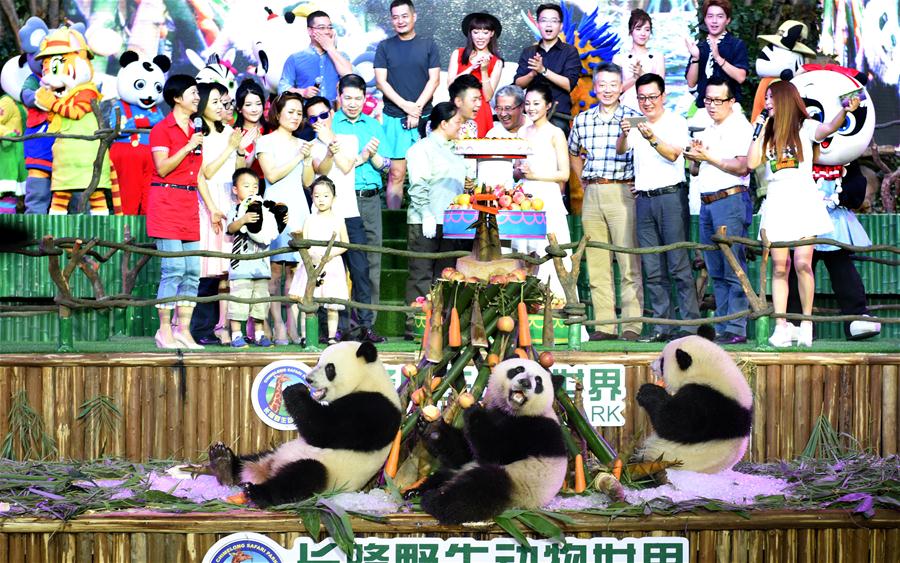 Giant panda triplets Mengmeng, Shuaishuai and Kuku eat bamboo shoots and carrots at their birthday party in Guangzhou, capital of south China