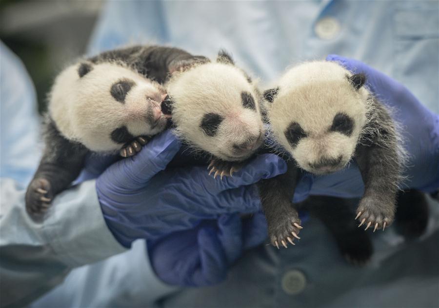 Photo taken on Aug. 28, 2014 shows giant panda triplets Mengmeng, Shuaishuai and Kuku on the 31st day after they were born in Guangzhou, capital of south China