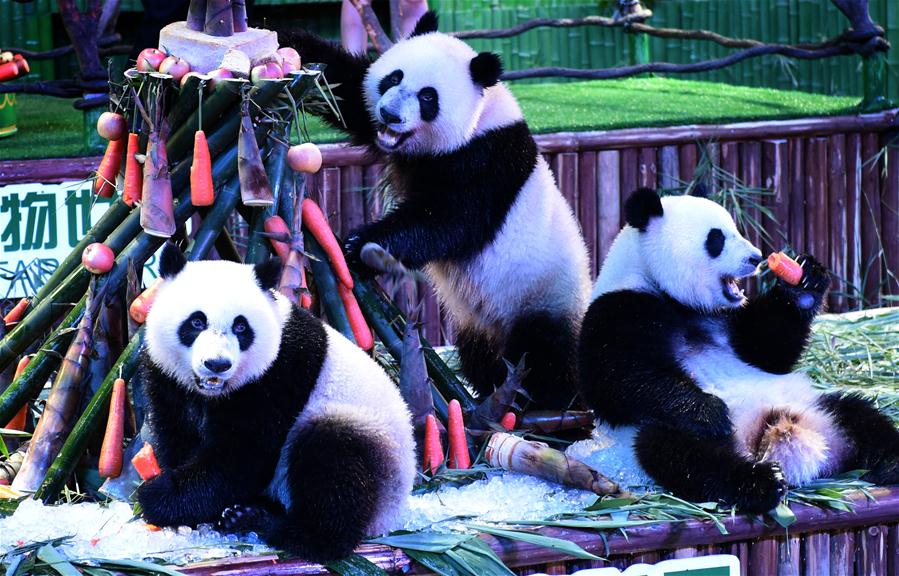 Giant panda triplets Mengmeng, Shuaishuai and Kuku eat bamboo shoots and carrots at their birthday party in in Guangzhou, capital of south China