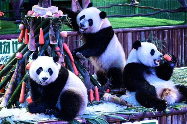 Giant panda triplets Mengmeng, Shuaishuai and Kuku eat bamboo shoots and carrots at their birthday party in Guangzhou, capital of south China