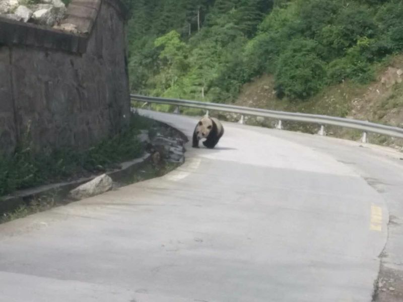 Two wild pandas spotted in SW China