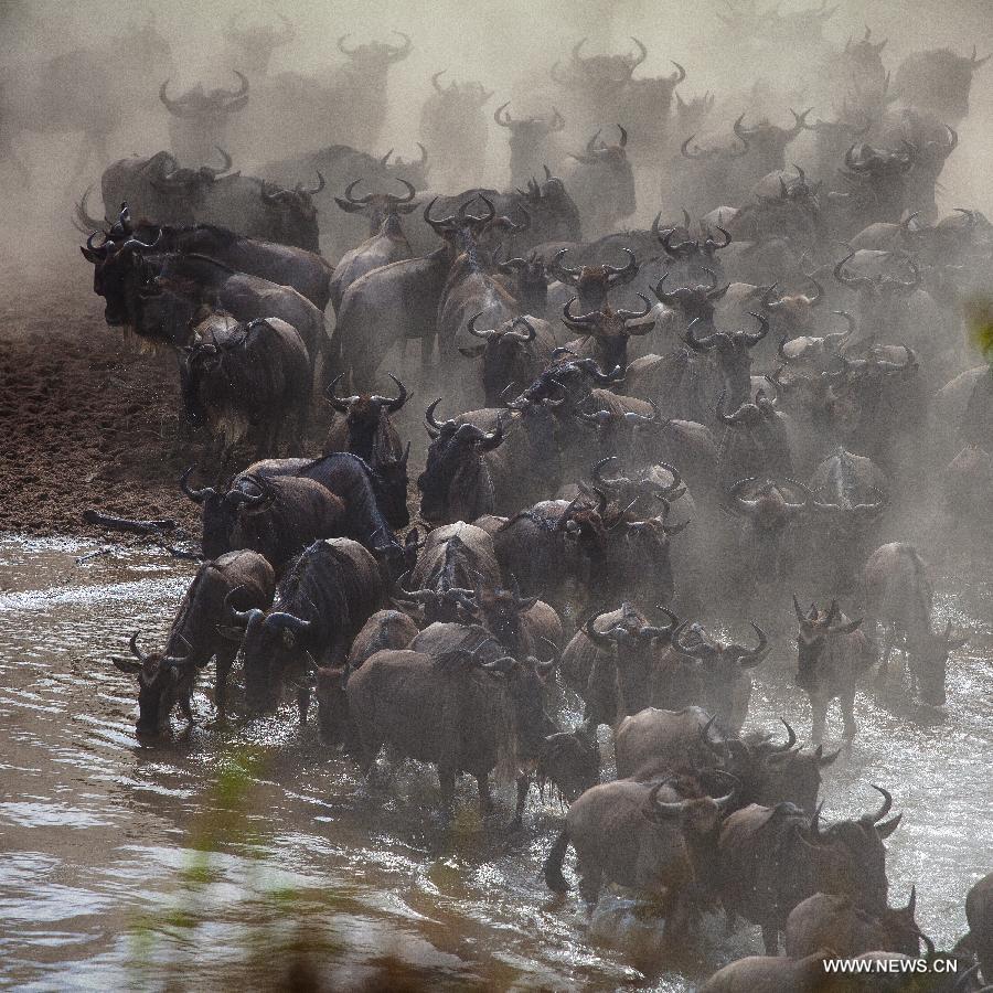 Wildebeests wade across the Mara River in Kenya