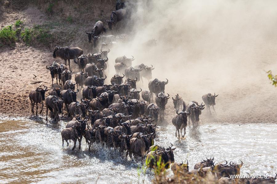 Wildebeests wade across the Mara River in Kenya