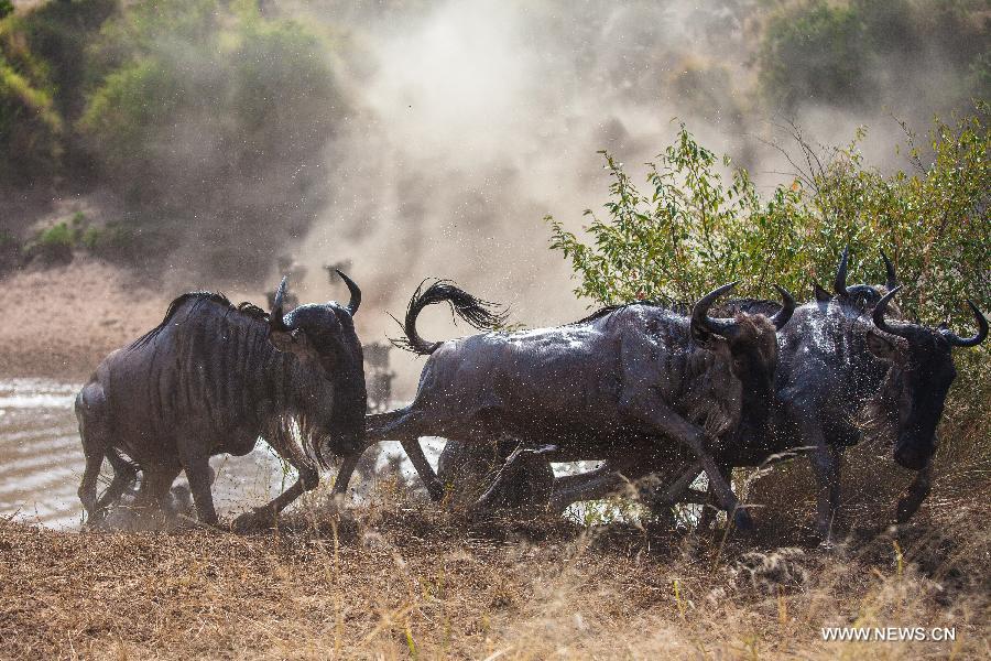 Wildebeests wade across the Mara River in Kenya