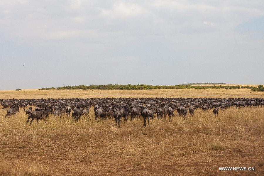 Wildebeests eat grass after wading across the Mara River in Kenya