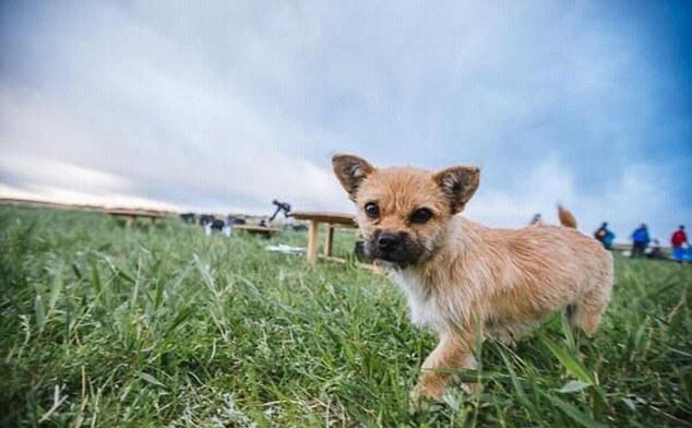 The adorable pooch, who was named “Gobi” by the runners, is only about 18 months old.