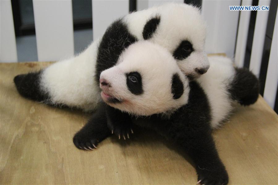 Photo taken on Sept. 1, 2016 shows twin panda cubs "Jianjian" (up) and "Kangkang" at a park in Macao, south China. Macao