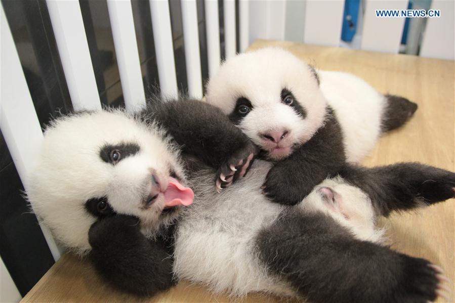 Photo taken on Sept. 1, 2016 shows twin panda cubs "Jianjian" (up) and "Kangkang" at a park in Macao, south China. Macao