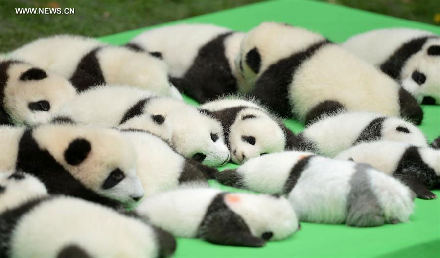 Baby giant pandas are seen at the Chengdu Research Base of Giant Panda Breeding in Chengdu, southwest China