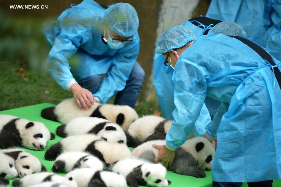 Breeders place baby giant pandas at the Chengdu Research Base of Giant Panda Breeding in Chengdu, southwest China