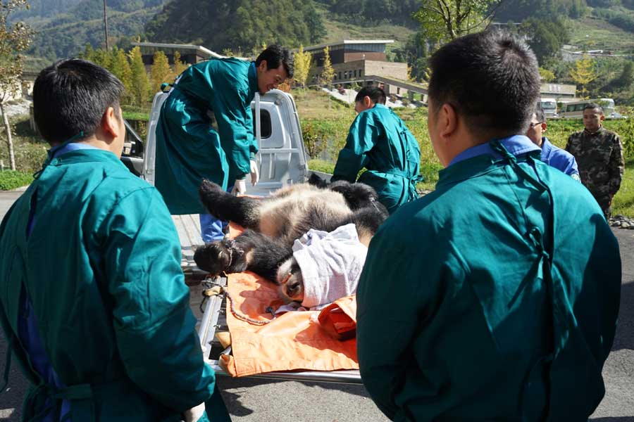 Researchers and veterinarians lift three-year-old Hua Yan into a truck at the Gengda Shenshuping Panda Base in Sichuan Province, October 18th, 2016. [Photo: CRIENGLISH/Li Shiyu]    