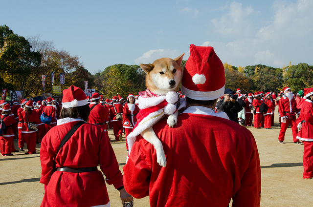 5,000 people wearing Santa Claus costumes gathered in Osaka Castle Park on Sunday to take part in the annual Osaka Great Santa Run.