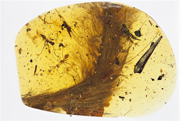 Part of the tail of an almost 100 million-year-old dinosaur has been found encased in a piece of amber.