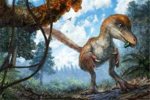 Experts say the tail section belonged to a Coelurosaurian, a birdlike dinosaur roughly the size of a chicken.