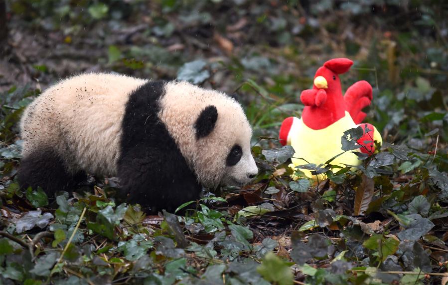 Photo taken on Jan. 11, 2017 shows a baby giant panda at the Ya