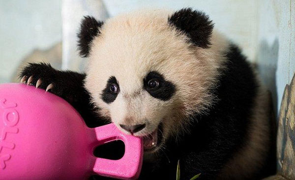 Giant Panda Bao Bao at the Washington Zoo.[Photo: Chinanews.com]