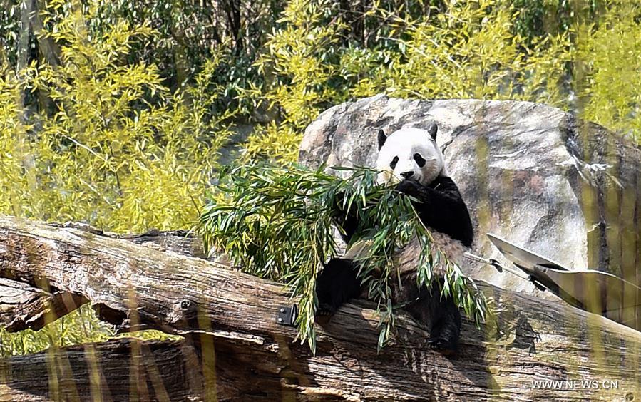 Giant Panda Bao Bao eats bamboo at Smithsonian