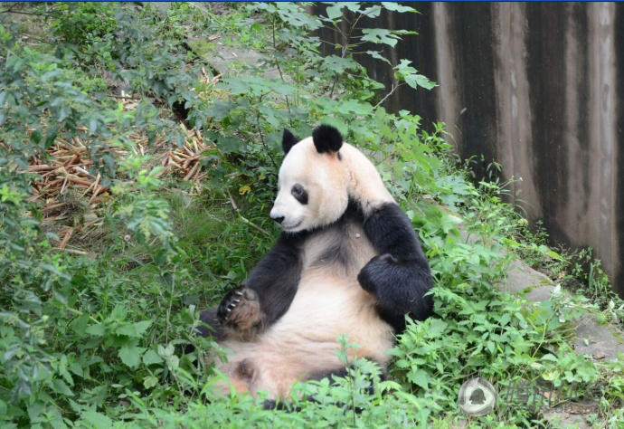 File photo of Cobi, a giant panda named after the mascot of the 1992 Barcelona Olympic Games. 