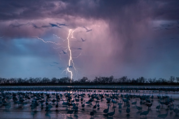 Hundreds of thousands of sandhill cranes (Grus canadensis) converge on Platte River in Nebraska as part of their annual migration. Photographer Randy Olson was taking long-exposure shots in March when lightning struck, creating these ghostly outlines.