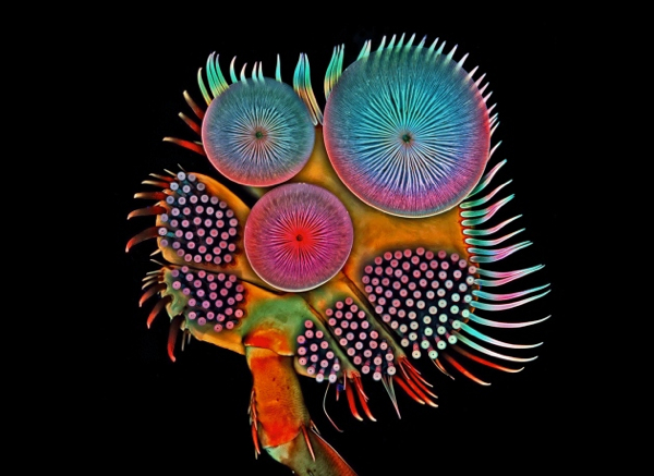 This spectacular tarsus — the lowermost segment of an insect leg — is roughly 2 millimetres in diameter and belongs to a male diving beetle, which uses it to attach to a female’s back during mating.